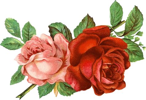 Bunga Kamboja Png 35 Terbaik Untuk Bingkai Bunga Mawar
