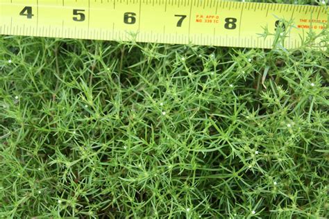 Small Grassy Plant With Tiny Bloom Walter Reeves The Georgia Gardener