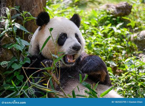 Cute Panda Eating Bamboo Leaves Stock Image Image Of Shooting