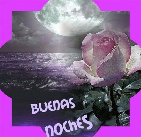 A Pink Rose Sitting On Top Of A Purple Frame With The Words Bulimas Noches