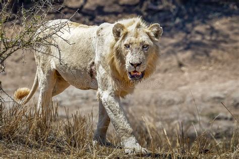 Male White Lion Kruger Park Stock Photo Image Of Young Safari