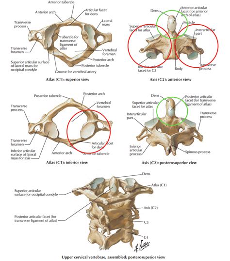 Head And Neck Anatomy Atlanto Axial Joint