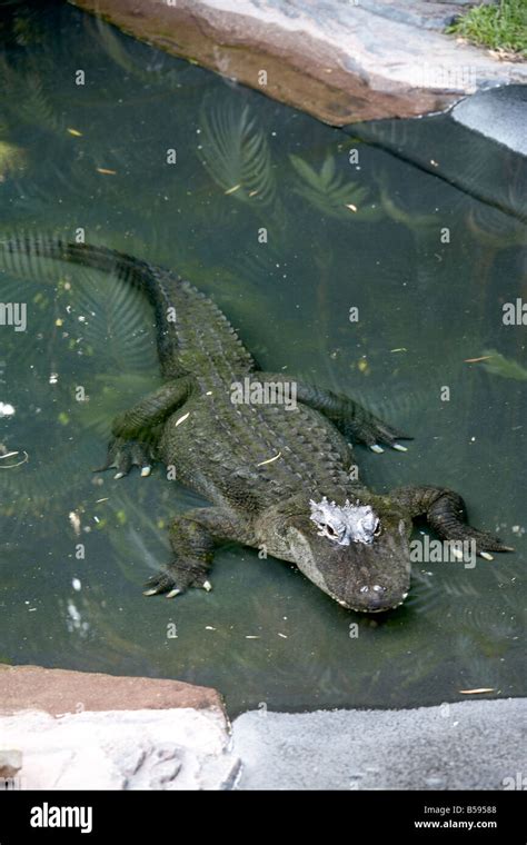 American Alligator In Australia Zoo Wildlife And Wild Animal Park