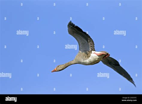 Greylag Goose Adult Bird In Flight Stock Photo Alamy