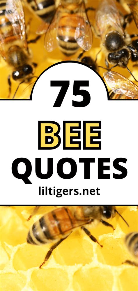 75 Best Bee Quotes And Inspirational Bee Sayings Lil Tigers