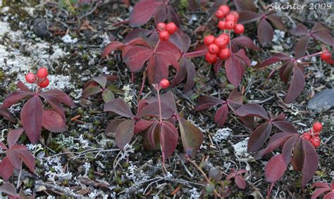 Bunchberry, Canadian Dogwood: Cornus unalaschkensis