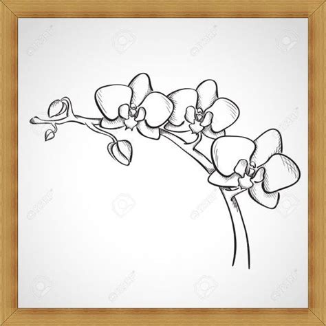 Sketsa Cara Menggambar Bunga Melati 39 Gambar Sketsa Bunga Indah