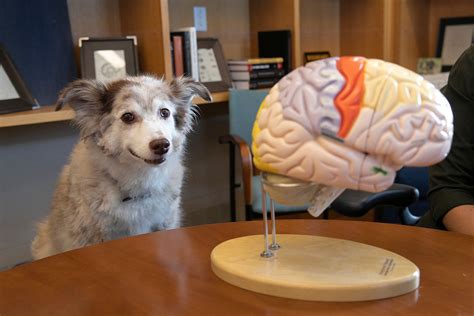 Harvard Investigador Encuentra Canino Cerebros Variar Dependiendo De La