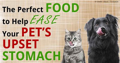 Here are some reviews of the best high fiber cat food brands out there. Pumpkin: The Bowel-Soothing Food for GI Upsets and Diarrhea