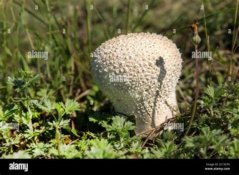 Common Puffball Mushroom Lycoperdon Perlatum Growing In Green Grass