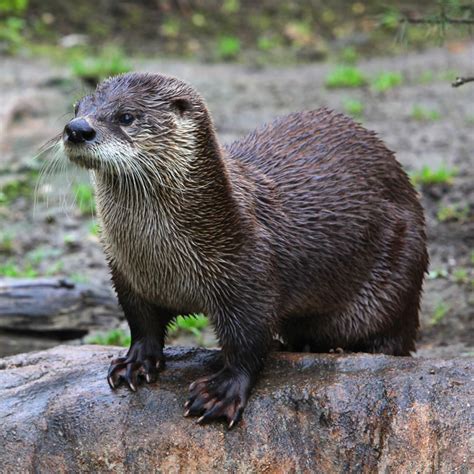 What Does A River Otter Look Like And It Is A Better Swimmer Than A