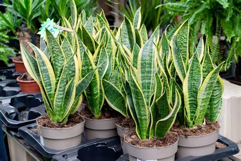 The Most Beautiful Types Of Snake Plants