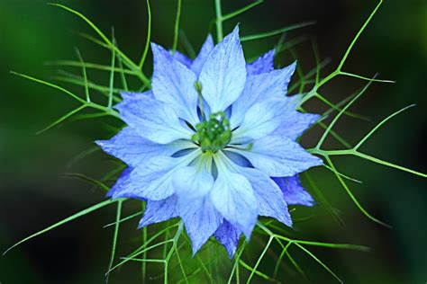 La Fleur Bleue Photo Et Image Macro Nature Macro Fleurs Divers