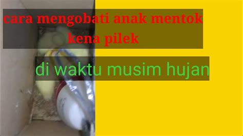 Mending,lebih baek anak mude : Cara mengobati anak mentok yg lg sakit - YouTube