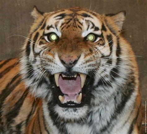Siberian Tigers Trained To Live In Wild Gagdaily News