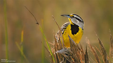 Protecting Migratory Birds Requires Focus On Habitat The