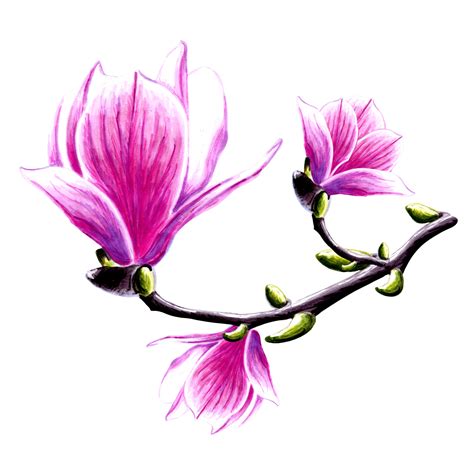 Drawing Of Magnolia Flowers On Branch 22541011 Png