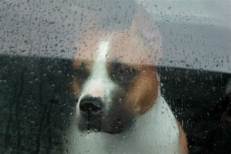 Dog Is Afraid Of The Rain Thriftyfun