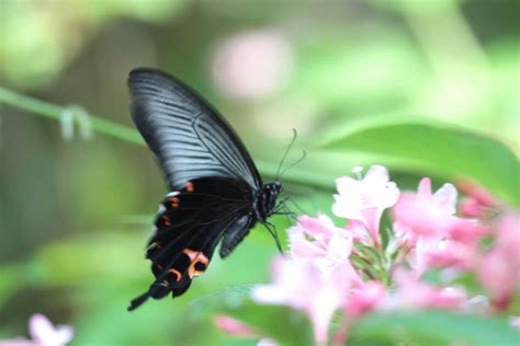 三種類の黒い蝶 (クロアゲハ・モンキアゲハ・ジャコウアゲハ) - 自然を求めて近辺ぶらり