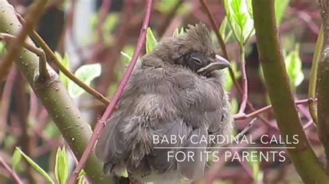 Baby Cardinal Calls For Its Parents Youtube