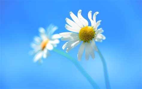 วอลเปเปอร์ 1920x1200 Px ใกล้ชิด ธรรมชาติ ดอกไม้สีขาว Windows 8