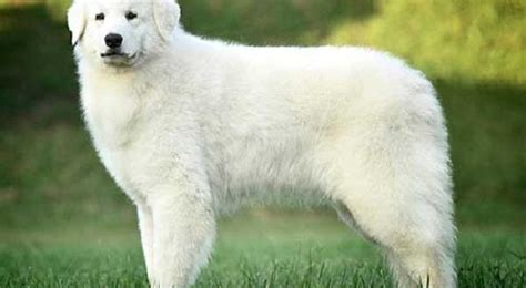 Kuvasz Dog Breed Information Pictures And Facts