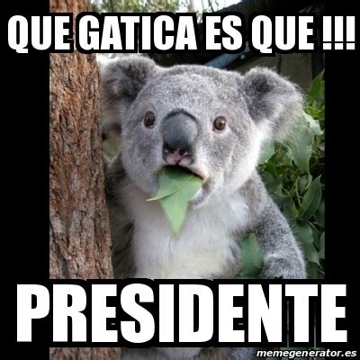 Meme Koala Que Gatica Es Que Presidente 18747865