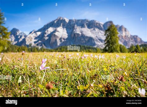 Meadow With Flowers In The Dolomites Mountain In Spring Stock Photo Alamy