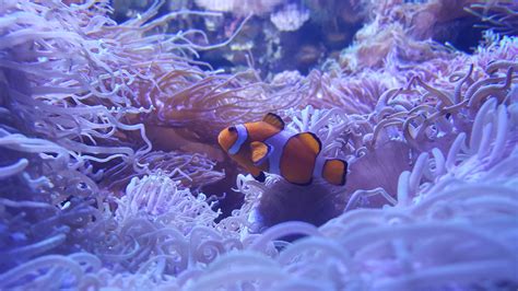 Free Images Underwater Coral Reef Invertebrate Cnidaria Macro