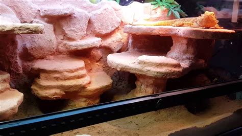 I wanted to show and talk about exactly what i use as substrate in my terrariums and vivariums. Custom terrarium background | Bearded dragon setup - YouTube