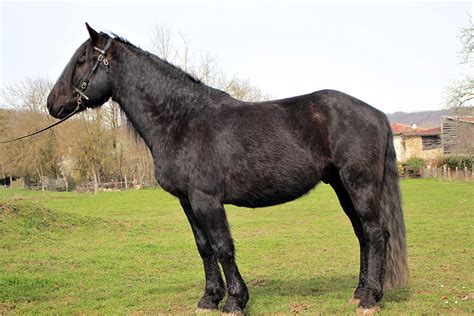 Hongre mérens à vendre : Famos, un cheval exceptionnel - Alegria
