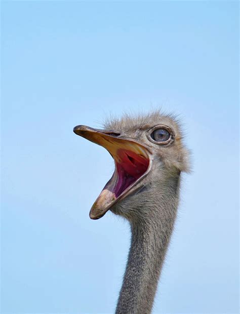 Ostrich With Open Mouth Photograph By Mary Beth Angelo Pixels