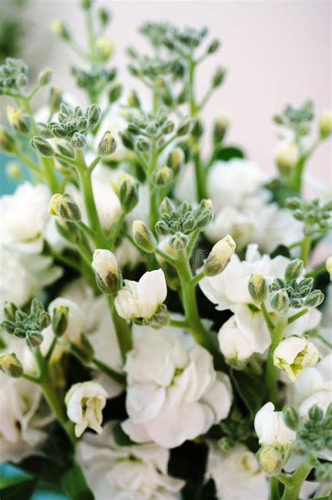 Bouquet Of Fragrant White Stock Flowers Matthiola Stock Image Image