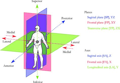 1 Anatomical Planes And Axes Download Scientific Diagram