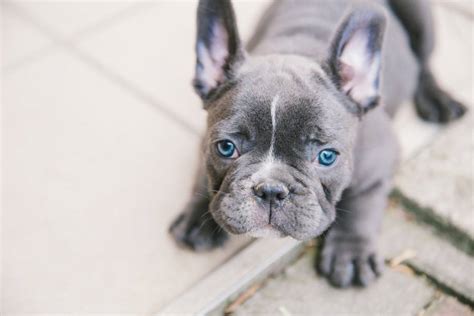 French bulldog information, how long do they live, height and weight, do they shed, personality traits, how much do they cost, common health issues. French Bulldog Growth & Weight Chart 2020 (with Pictures ...