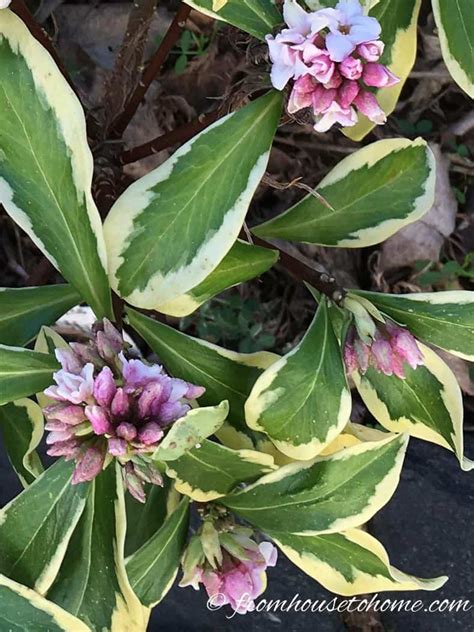 How To Grow A Daphne Plant That Will Fill Your Garden With Fragrance