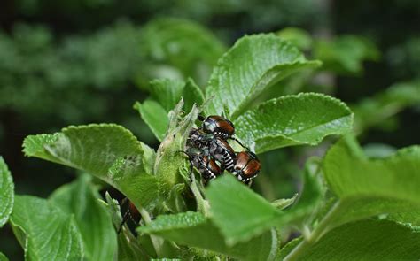 How To Get Rid Of Japanese Beetles On Roses The Bug Agenda