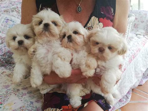 Pedigree White Imperial Shih Tzu Puppies | in Dorchester, Dorset | Gumtree