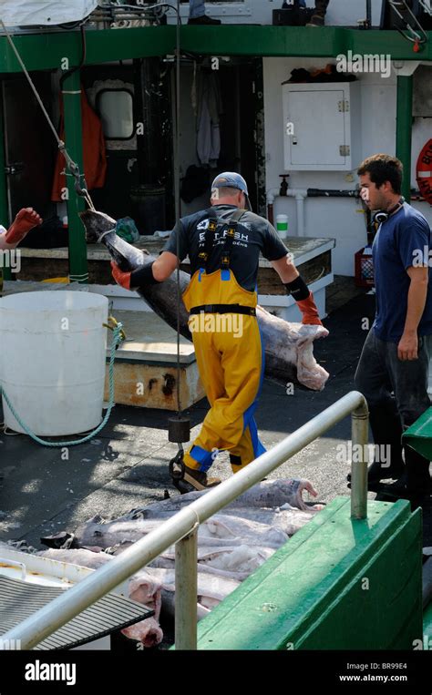 Un Loading Swordfish From The Hannah Boden Fishing Boat From The Stock