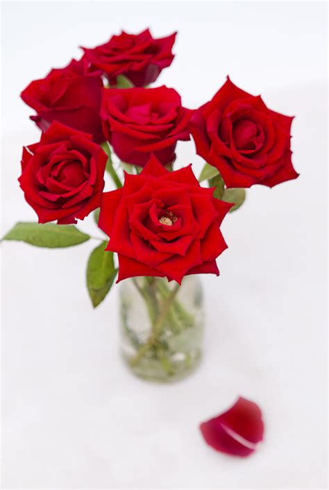 Filered Roses 6862116332