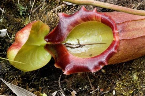 Carnivorous Plants Legends Of Man Eating Flora Historic Mysteries
