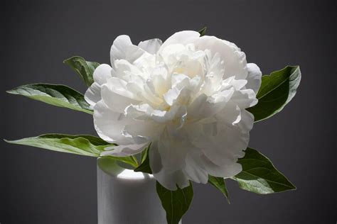 The World Of Peonies A Guide To Their Enchanting Meanings