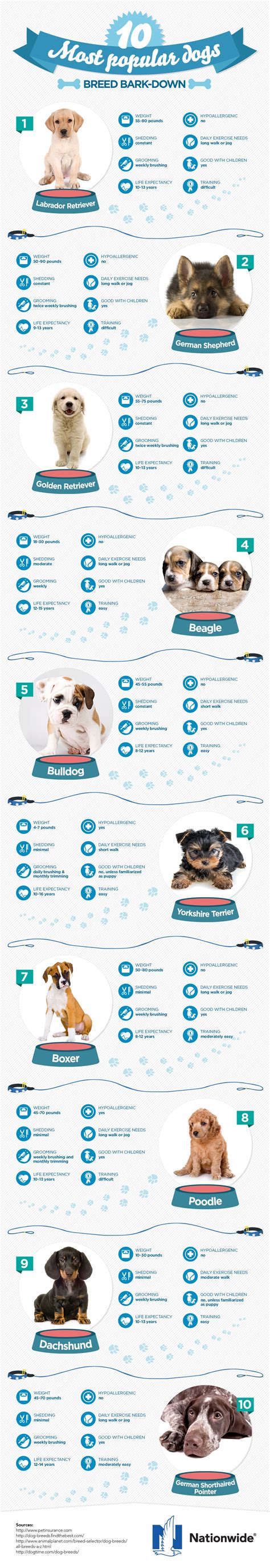 The 10 Most Popular Dogs