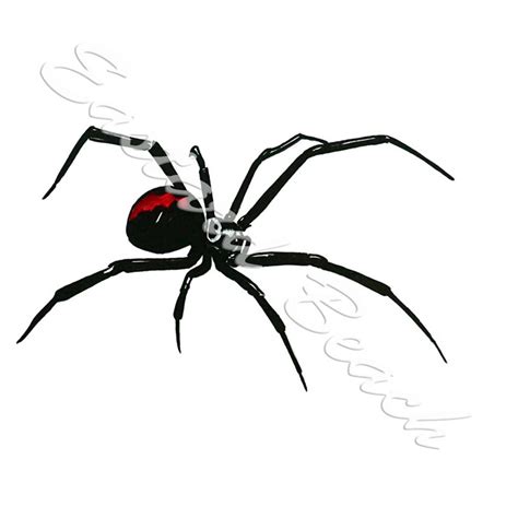 Black Widow Spider Decal Stk353 699 Wildlife