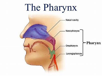 Respiratory Pharynx System Nasal Throat Human Anatomy