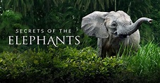 Watch Secrets of the Elephants TV Show - Streaming Online | Nat Geo TV