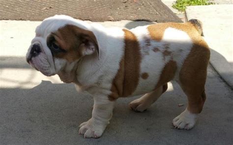 English bulldog in dogs & puppies for sale. 12 Weeks old English Bulldog Puppy for Sale in New York ...