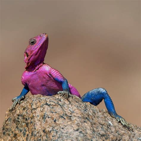 This Agama Lizard Looks Good And He Knows It Lizard Colorful Lizards