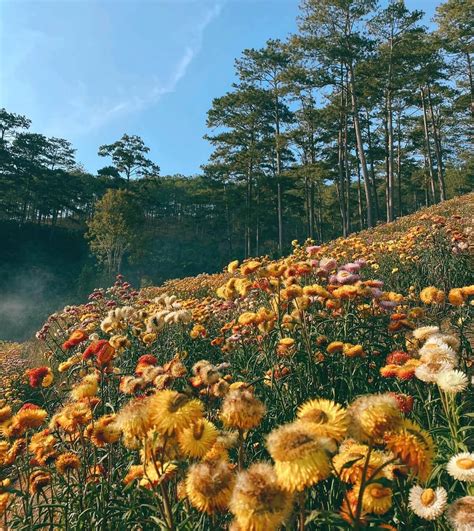 Vườn Hoa Đà Lạt Top 20 điểm đến “sống ảo” đẹp Mê Hồn