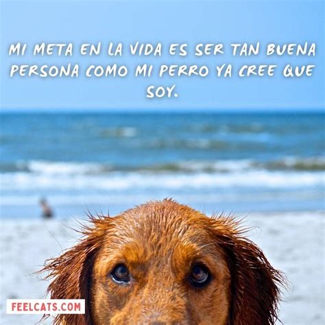 70 Frases De Perros Top Con Imágenes Y Fotos Feelcats